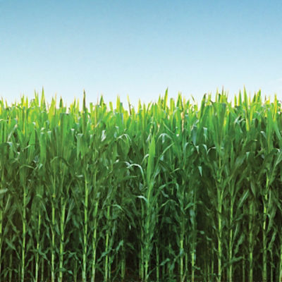 cornfield with blue sky