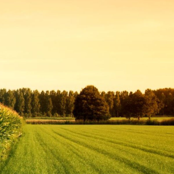 Cornfield At Sunset