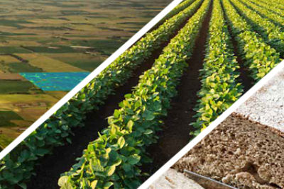 2019 East Field Guide