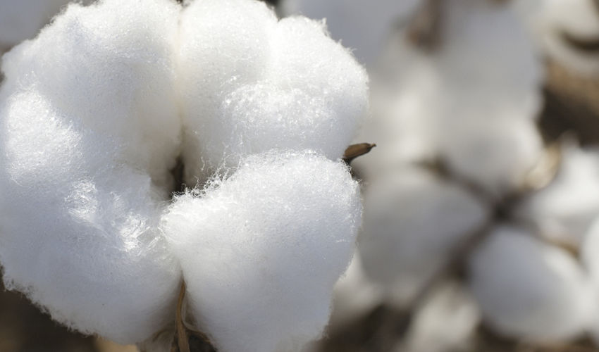 Cotton boll