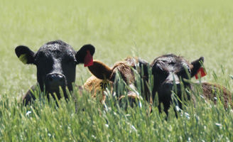 Cow heads in grass