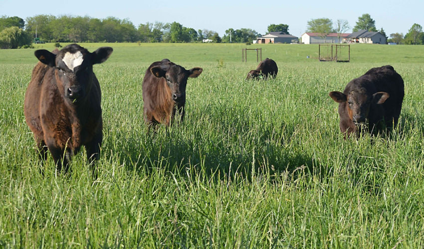 Cows standing in a lush grassy pasture