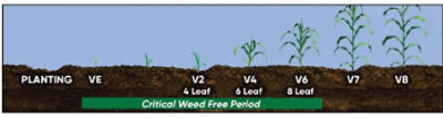 Critical Period of Weed Control in Corn (VE-V6)