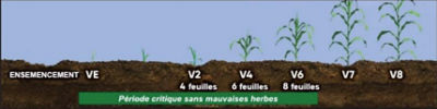La période critique de maîtrise des mauvaises herbes dans le maïs (VE -V6).