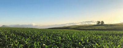 Crop field sunrise on horizon