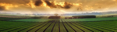 Campo de siembra