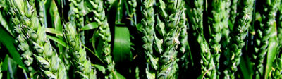 Crop Protection