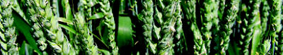 Crop Protection