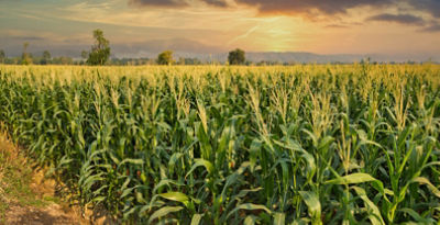 Corn Field at Sunrise