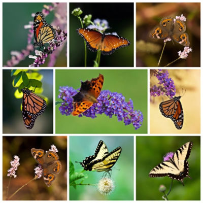 Butterfly Collage