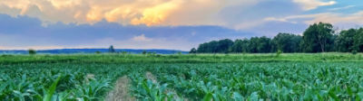 corn field with blue sky with clouds near sunset