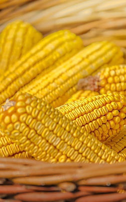 basket of ears of corn close up