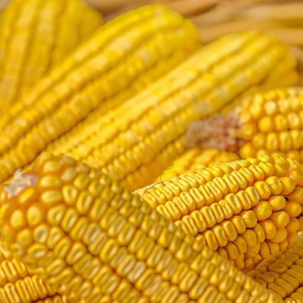 yellow ears of corn