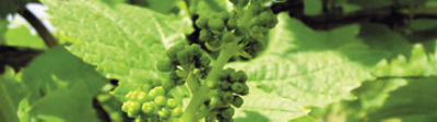 Corteva Weinbau