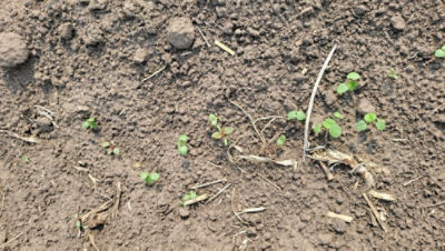 Weed control