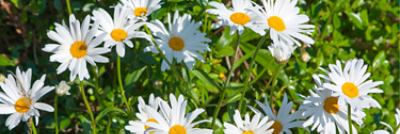 Daisy