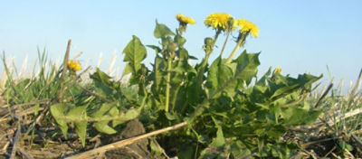 Dandelion