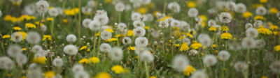 Dandelion Banner