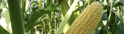 Dégradabilité de l’amidon en 2023 : + 10 points pour le maïs denté farineux !