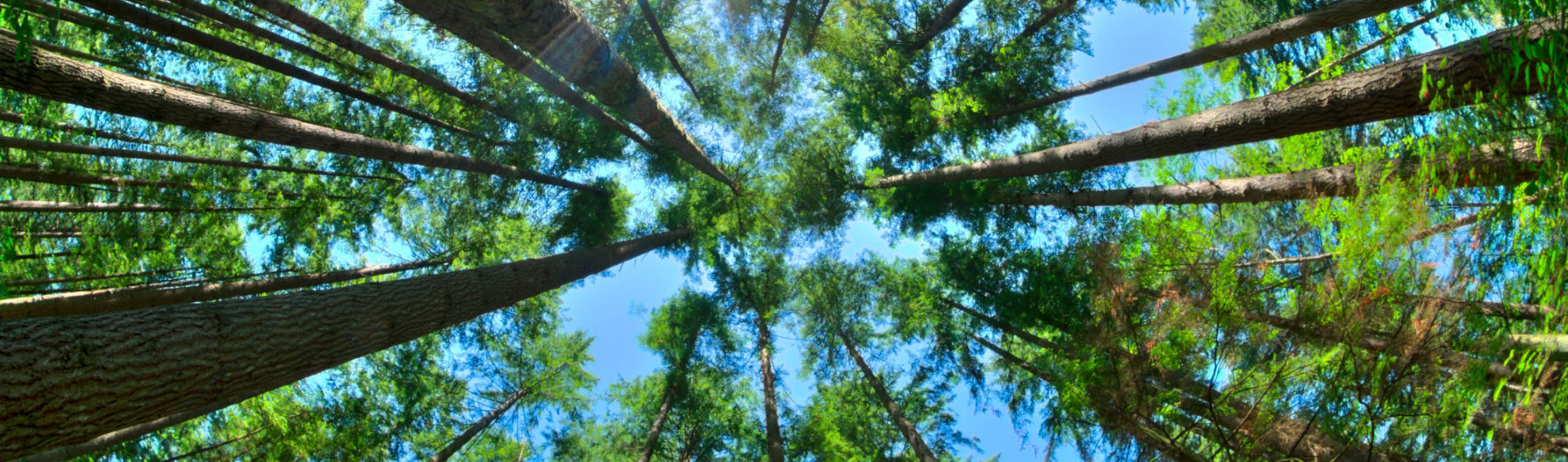 Día Mundial del Medio ambiente