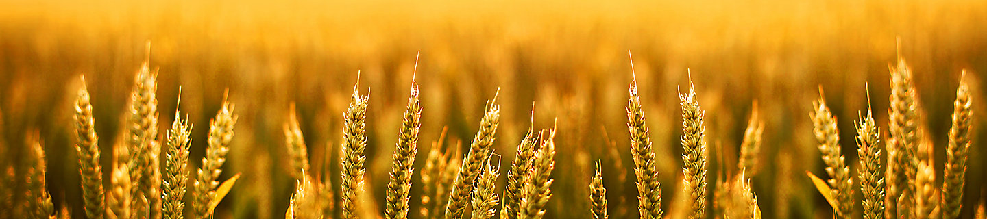 wheat field