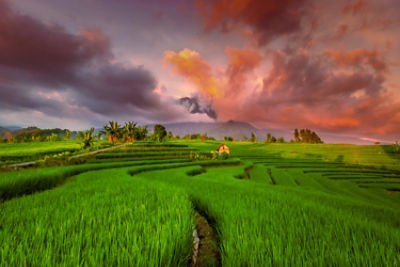 Green rice fields at sunset