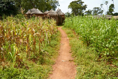 African footpath through corn field