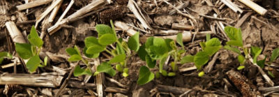 Single row of young soybean plant