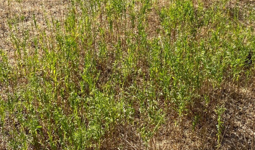 Broom snakeweed after a drought