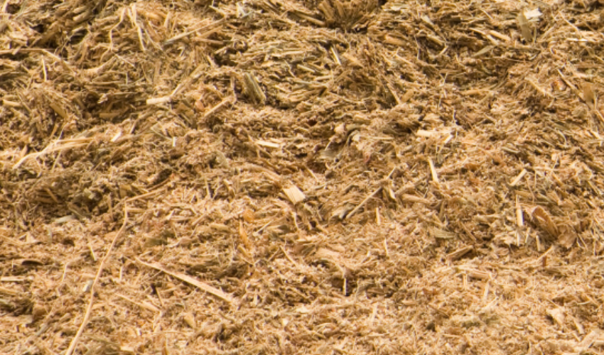 Silage inoculants