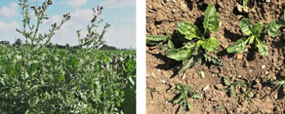 Thistles in sugar beet - different growth stages