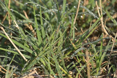Early grass growth
