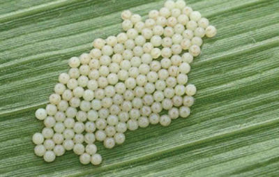 Eggs Image