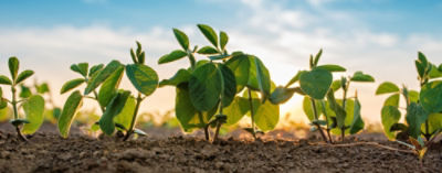 El cultivo de las leguminosas