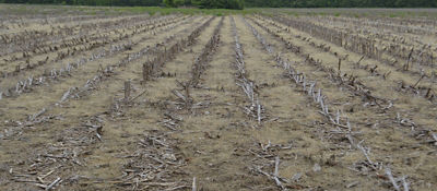 Post harvest corn field