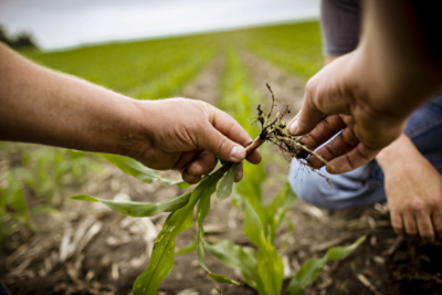 Photo - checking corn seedling roots