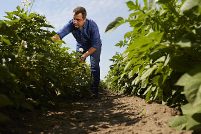 Potato field