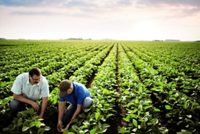 Two men in Enlist soybean field