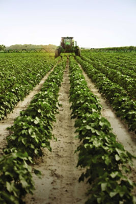 Soybeans -in field - for TC SE page - Enlist feature