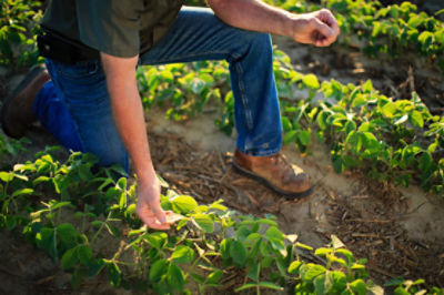 Young Enlist Soybeans