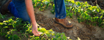 Farmer examining young soybean plants