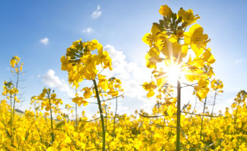 Canola flower close-up