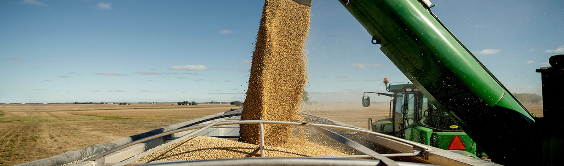 Soybean seeds into hopper during harvest