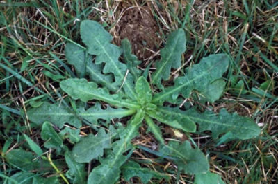 False dandelion rosette