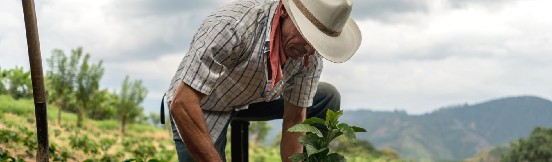 Farmer planting crop outside in field