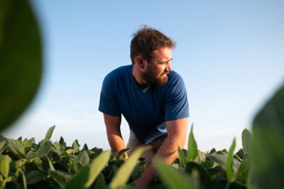 Farmer in early soybean field