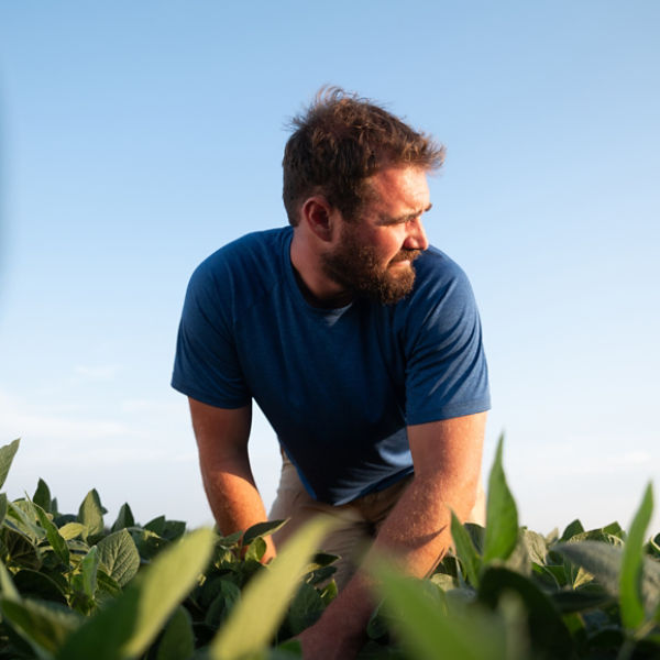 Farmer in early soybean field