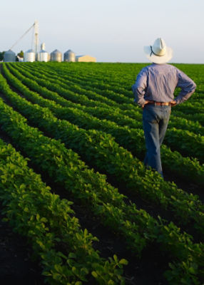 Farmer examining crop