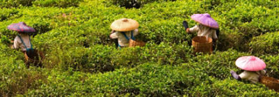 Farmers Harvesting Tea Leaves