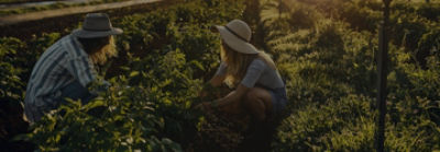 Farmers harvest crops in field